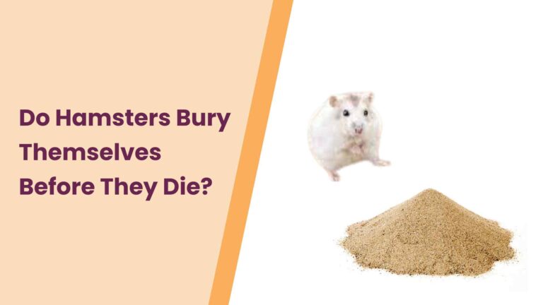 Do Hamsters Bury Themselves Before They Die? Discover Now