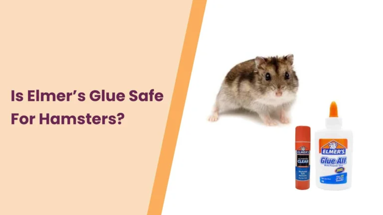 Is Elmers glue safe for Hamsters? All You Need to Know