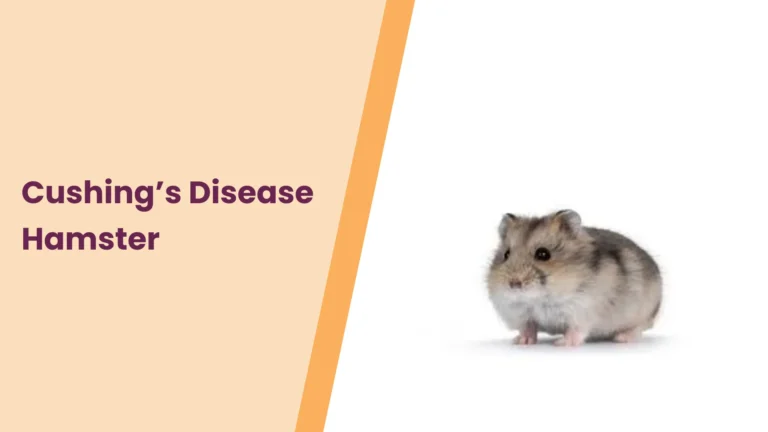 Cushings Disease Hamster- All You Need To Know