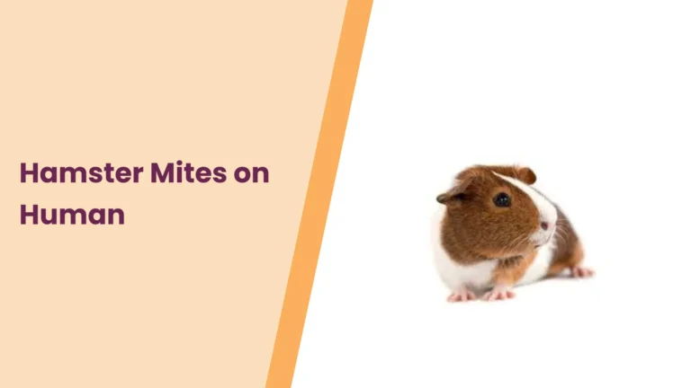 Hamster Mites on Humans- Should You Worry?