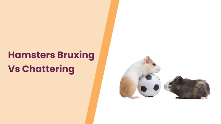 Hamster Bruxing vs Chattering! A Closer Look