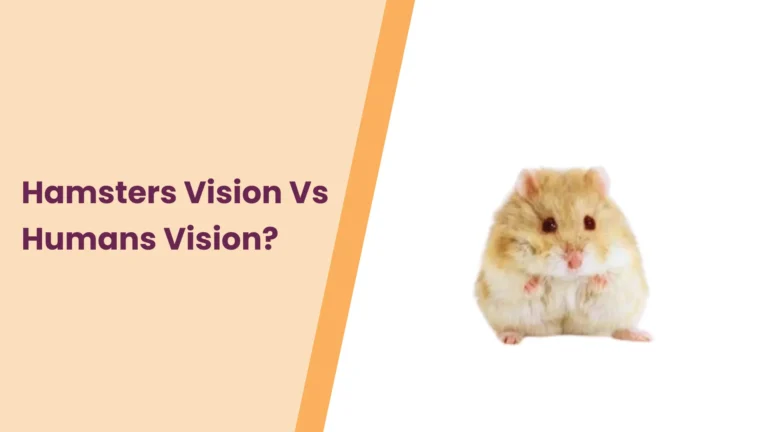 Hamster Vision vs Human Vision – A Look into Their World