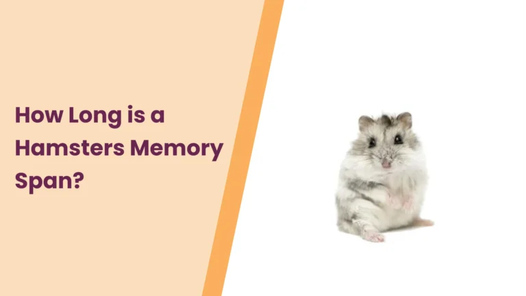 How Long Is A Hamsters Memory Span? Unlock The Mystery
