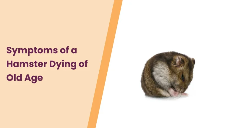 Signs & Symptoms of a Hamster Dying of Old Age