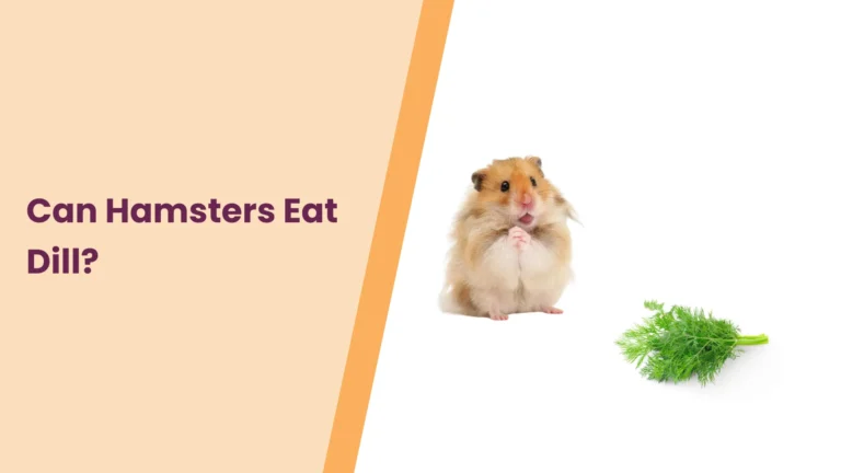 Can Hamsters Eat Dill? All You Need To Know