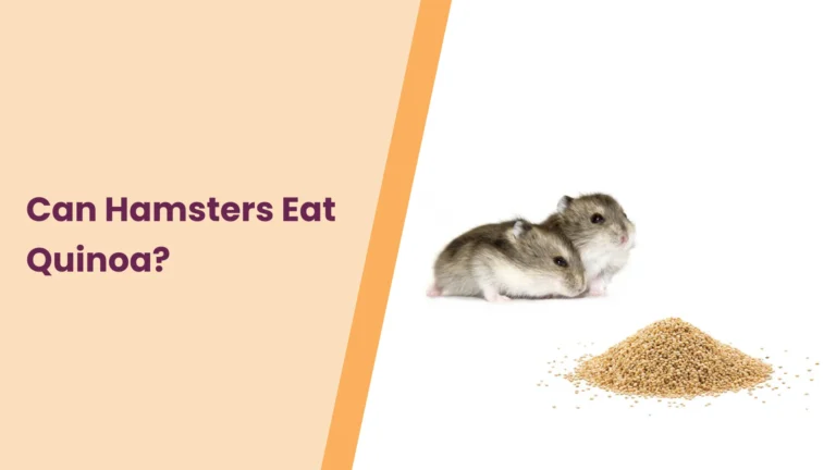 Can Hamsters Eat Quinoa? All You Need To Know