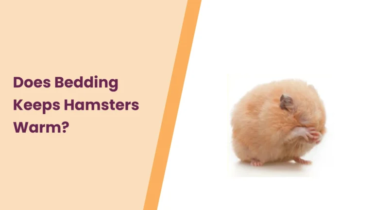 Does Bedding Keep Hamsters Warm? Best Practices