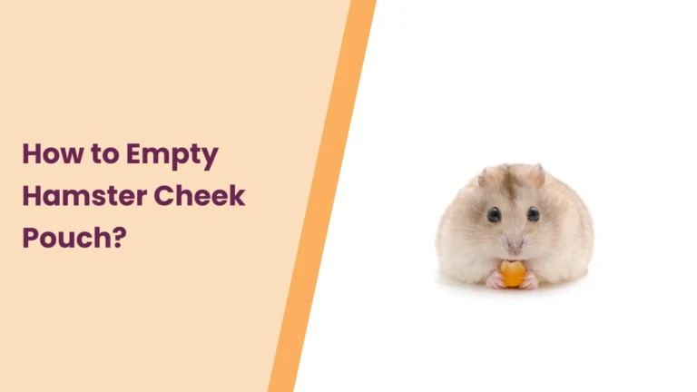 How to Empty Hamster Cheek Pouch | Step-by-Step Guide