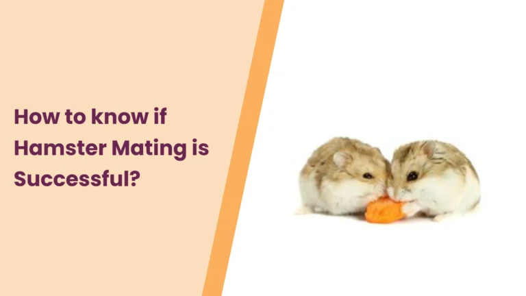 How to Know if Hamster Mating is Successful?