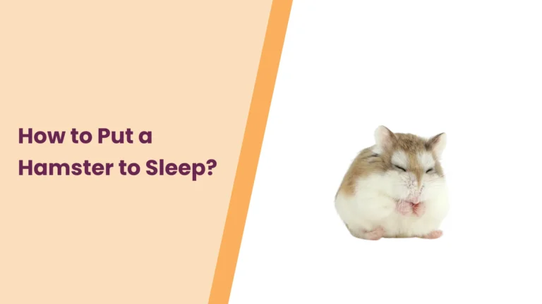 How to Put a Hamster to Sleep? All You Need To Know