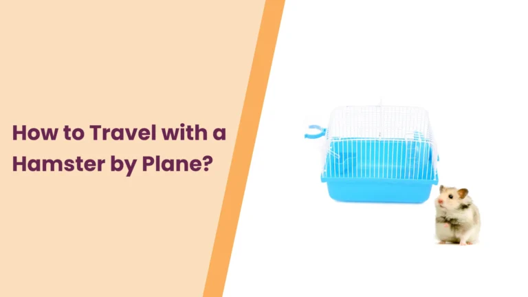 How to Travel with a Hamster by Plane?