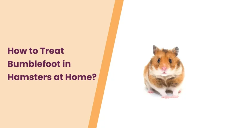 How to Treat Bumblefoot in Hamsters at Home?