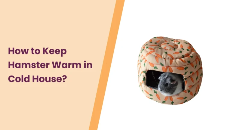 How to keep Hamster Warm in a Cold House?