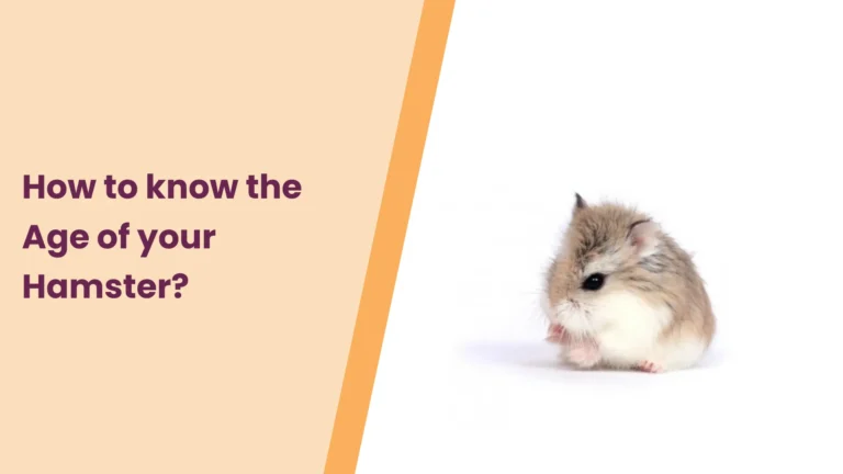 How to know the Age of your Hamster?