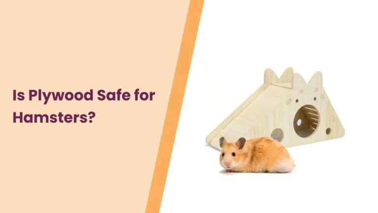 Is Plywood Safe for Hamsters? All You Need To Know