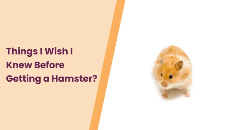 Top 8 Things To Know Before Getting a Hamster