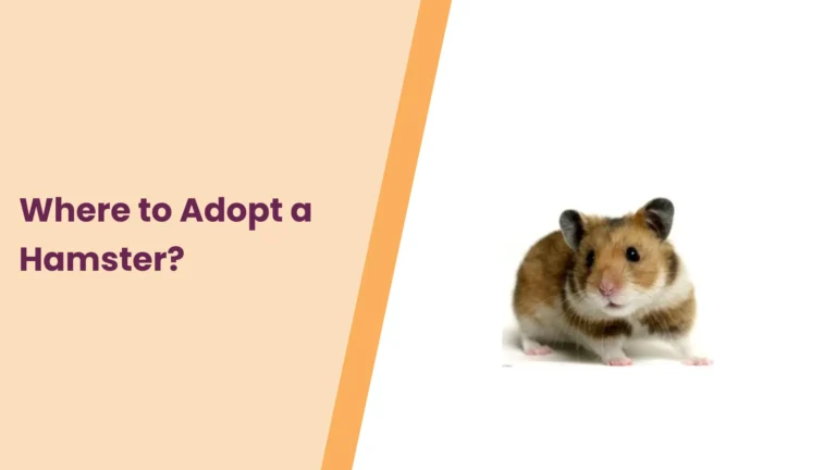 Where to Adopt a Hamster? All You Need To Know