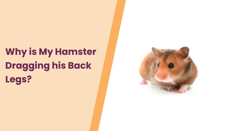 Why is My Hamster Dragging his Back Legs?