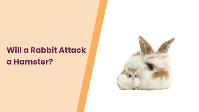 Will a Rabbit Attack a Hamster? All You Need To Know